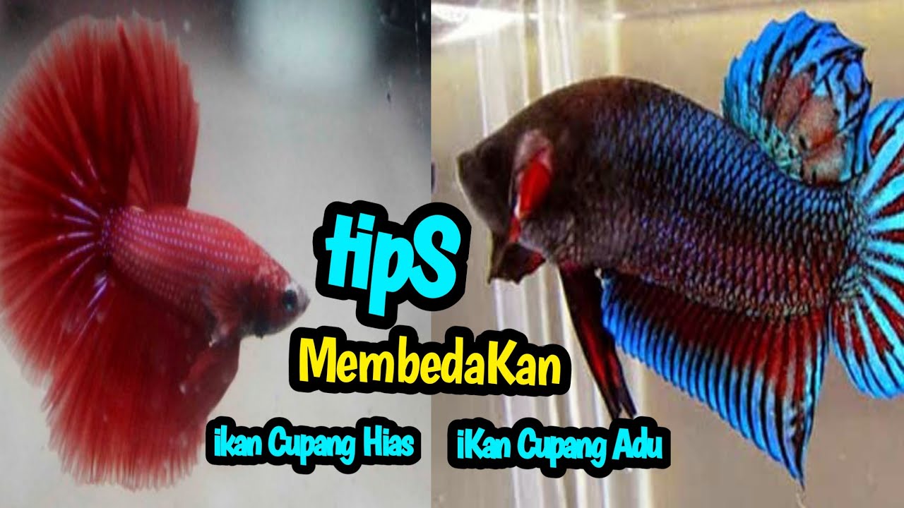 Detail Hiasan Ikan Cupang Nomer 44