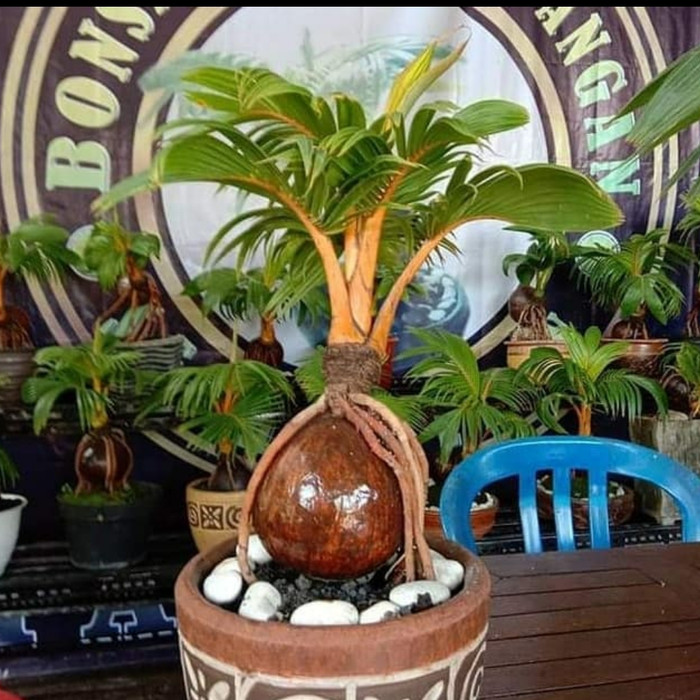 Detail Hiasan Kelapa Bonsai Nomer 16