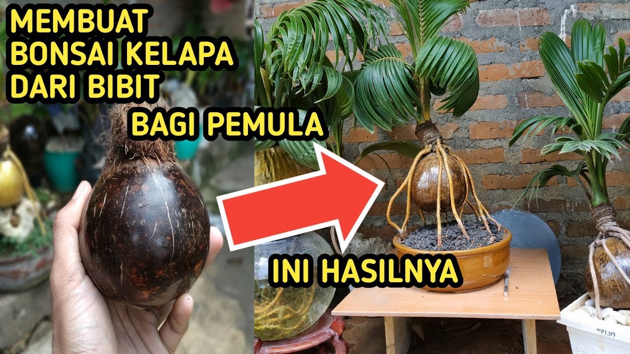 Detail Hiasan Kelapa Bonsai Nomer 33