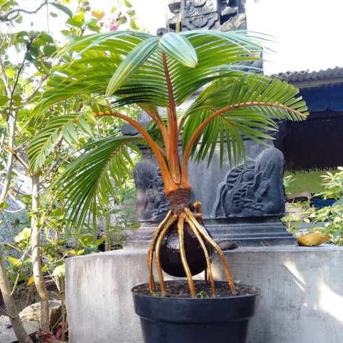 Detail Hiasan Kelapa Bonsai Nomer 38