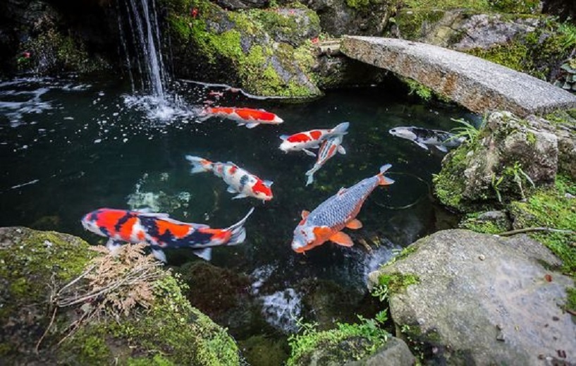 Detail Hiasan Kolam Ikan Koi Nomer 32