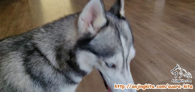 Detail Hibah Anjing Siberian Husky Nomer 9