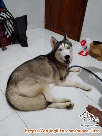 Detail Hibah Anjing Siberian Husky Nomer 18