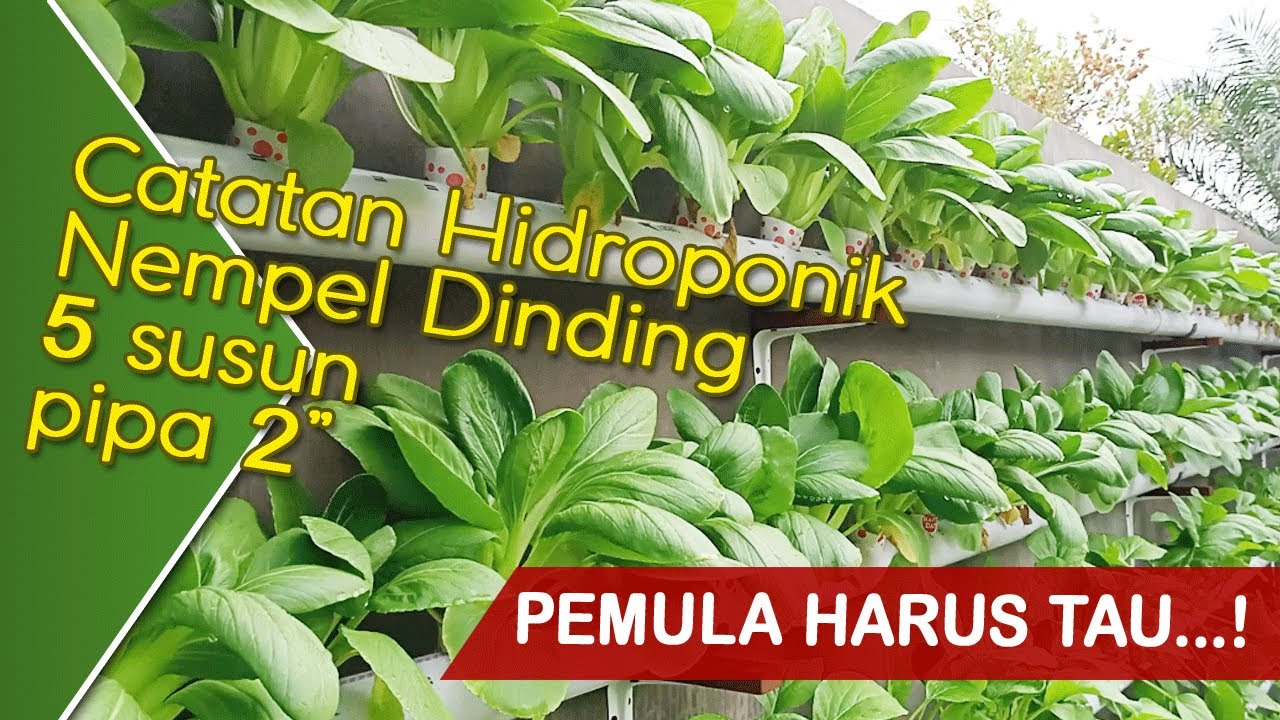 Detail Hidroponik Di Dinding Nomer 47