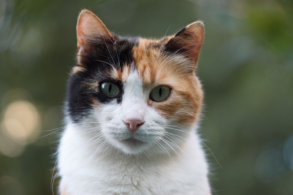 Hidung Kucing Hitam - KibrisPDR