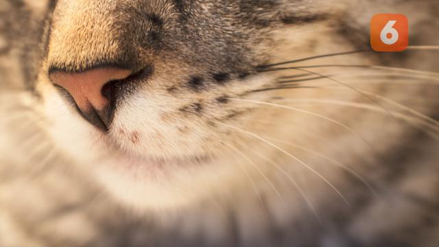 Detail Hidung Kucing Hitam Nomer 9