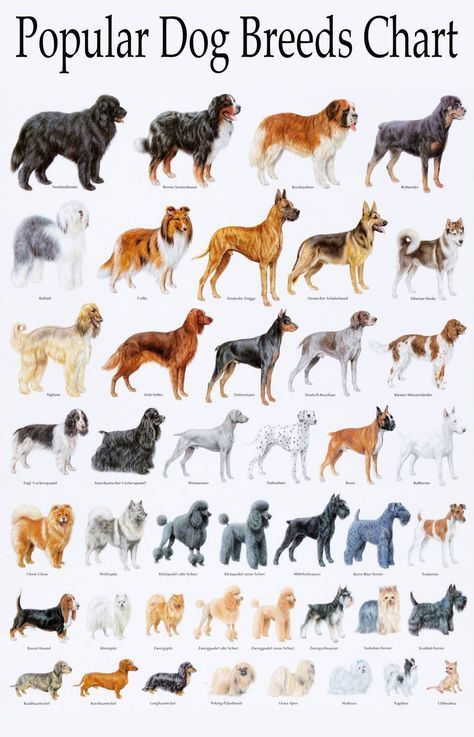 Detail High Quality Dog Pictures Nomer 45