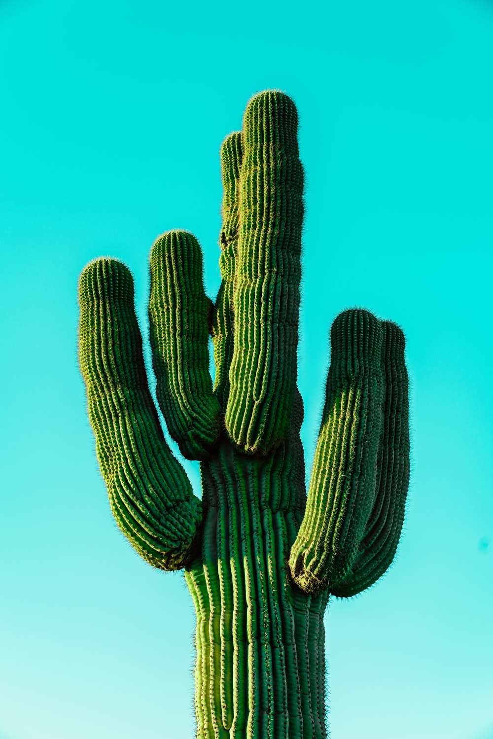 High Resolution Cactus Photography - KibrisPDR