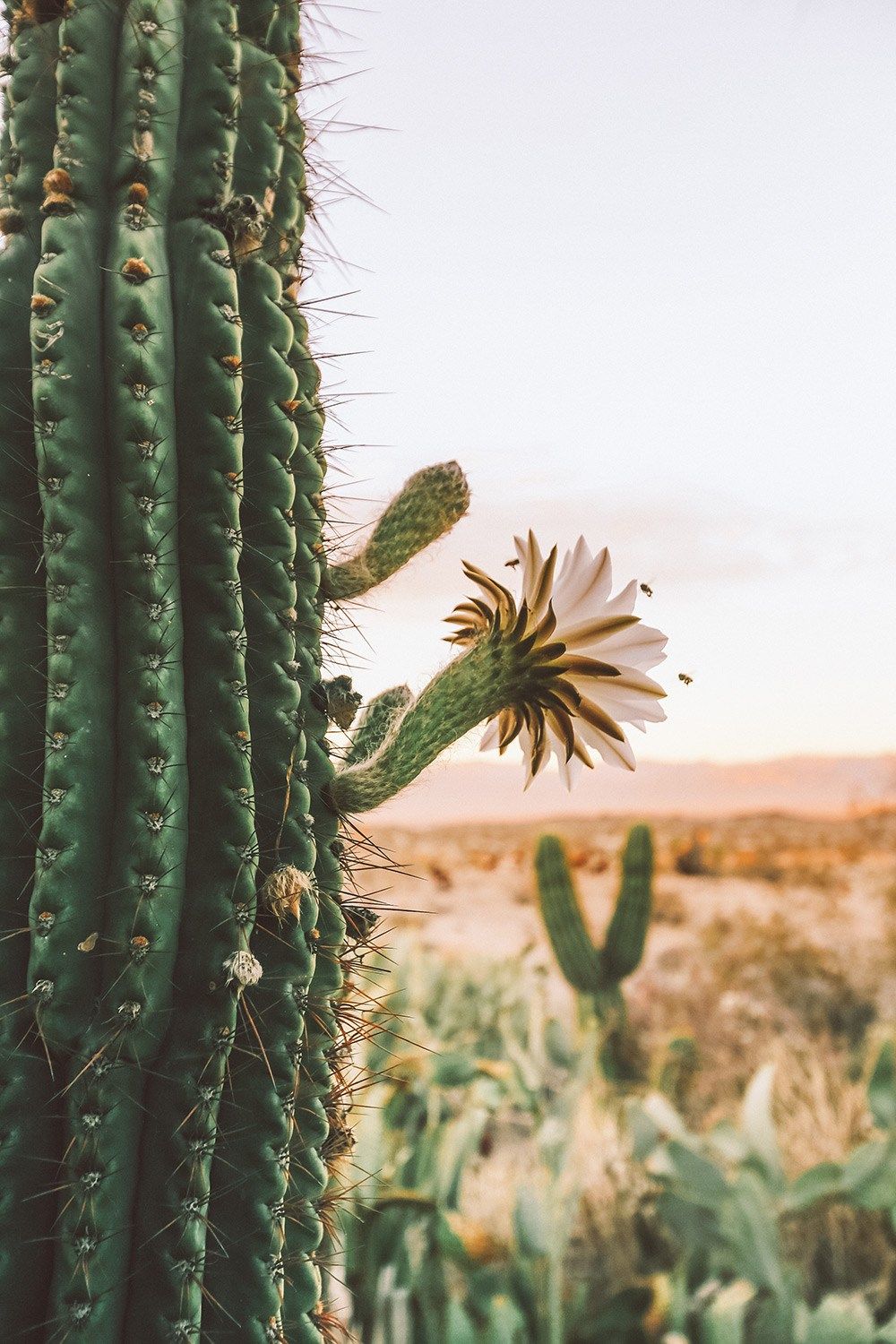 Detail High Resolution Cactus Photography Nomer 20