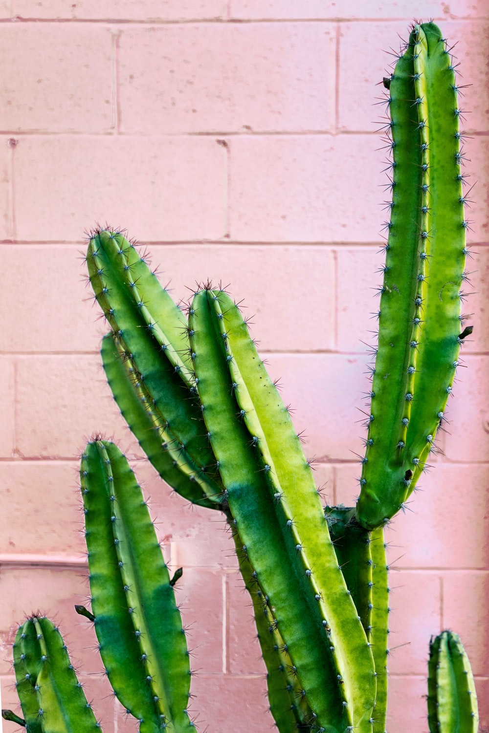 Detail High Resolution Cactus Photography Nomer 3