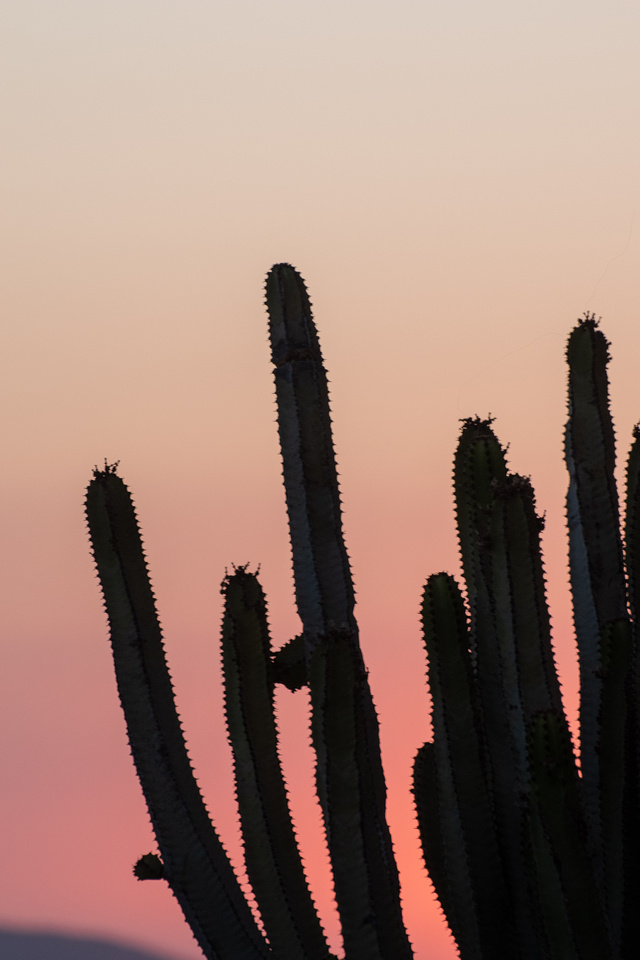 Detail High Resolution Cactus Photography Nomer 24