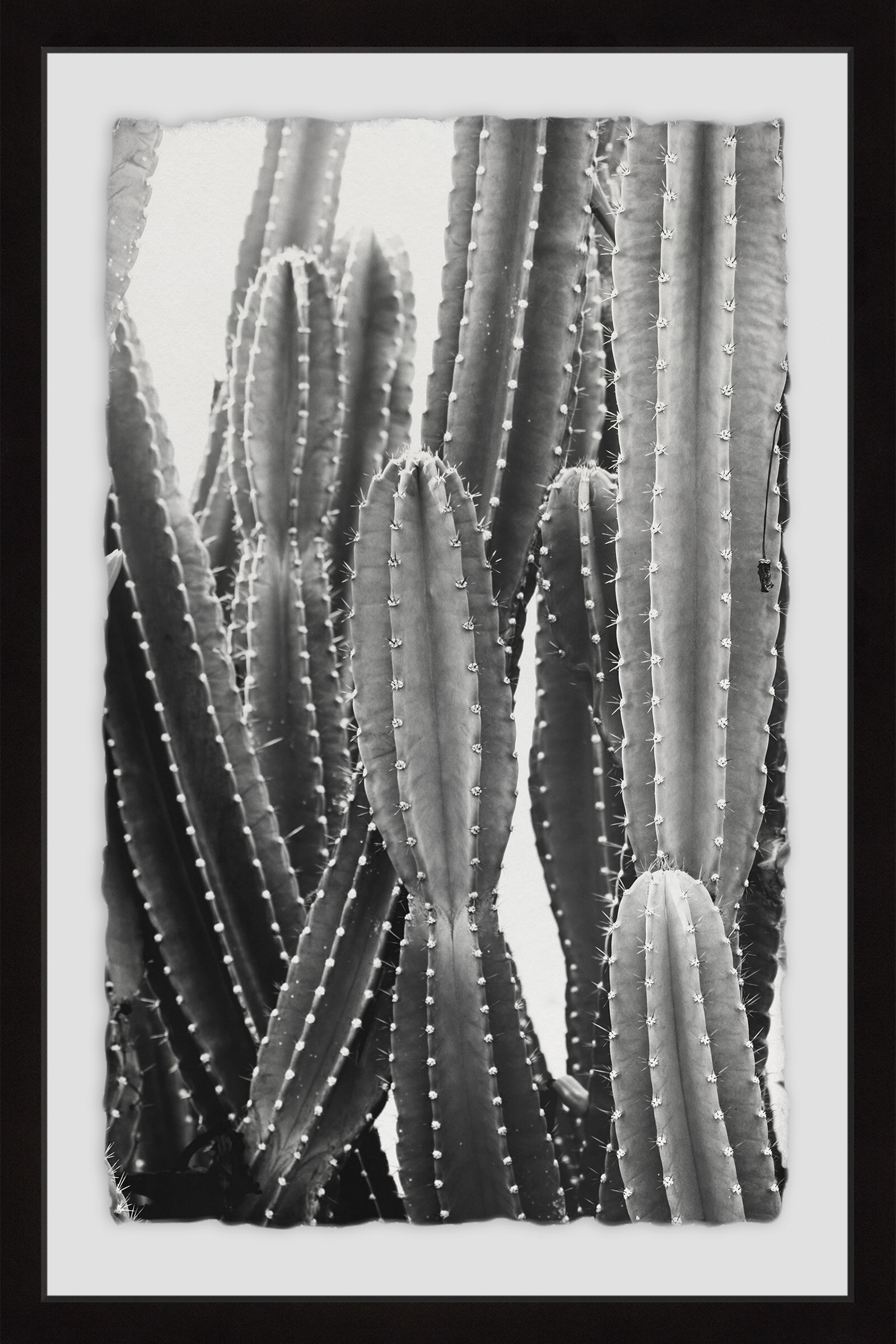Detail High Resolution Cactus Photography Nomer 33