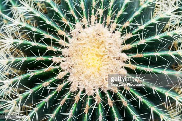 Detail High Resolution Cactus Photography Nomer 51