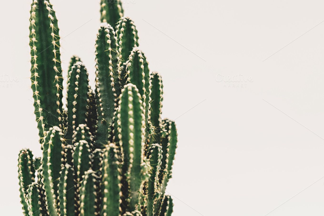 Detail High Resolution Cactus Photography Nomer 8