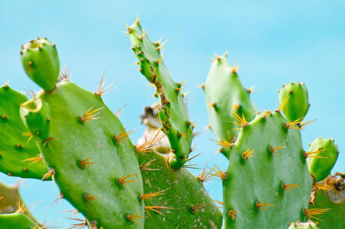 Detail High Resolution Cactus Photography Nomer 10