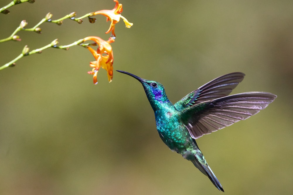 High Resolution Hummingbird Images - KibrisPDR