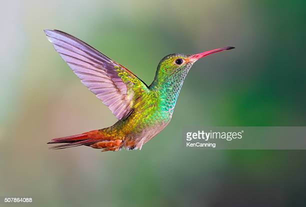 Detail High Resolution Hummingbird Images Nomer 3