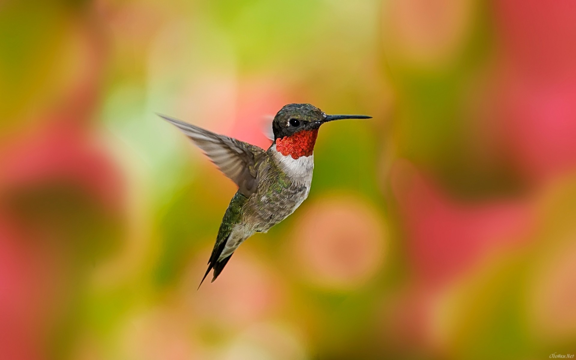 Detail High Resolution Hummingbird Images Nomer 20