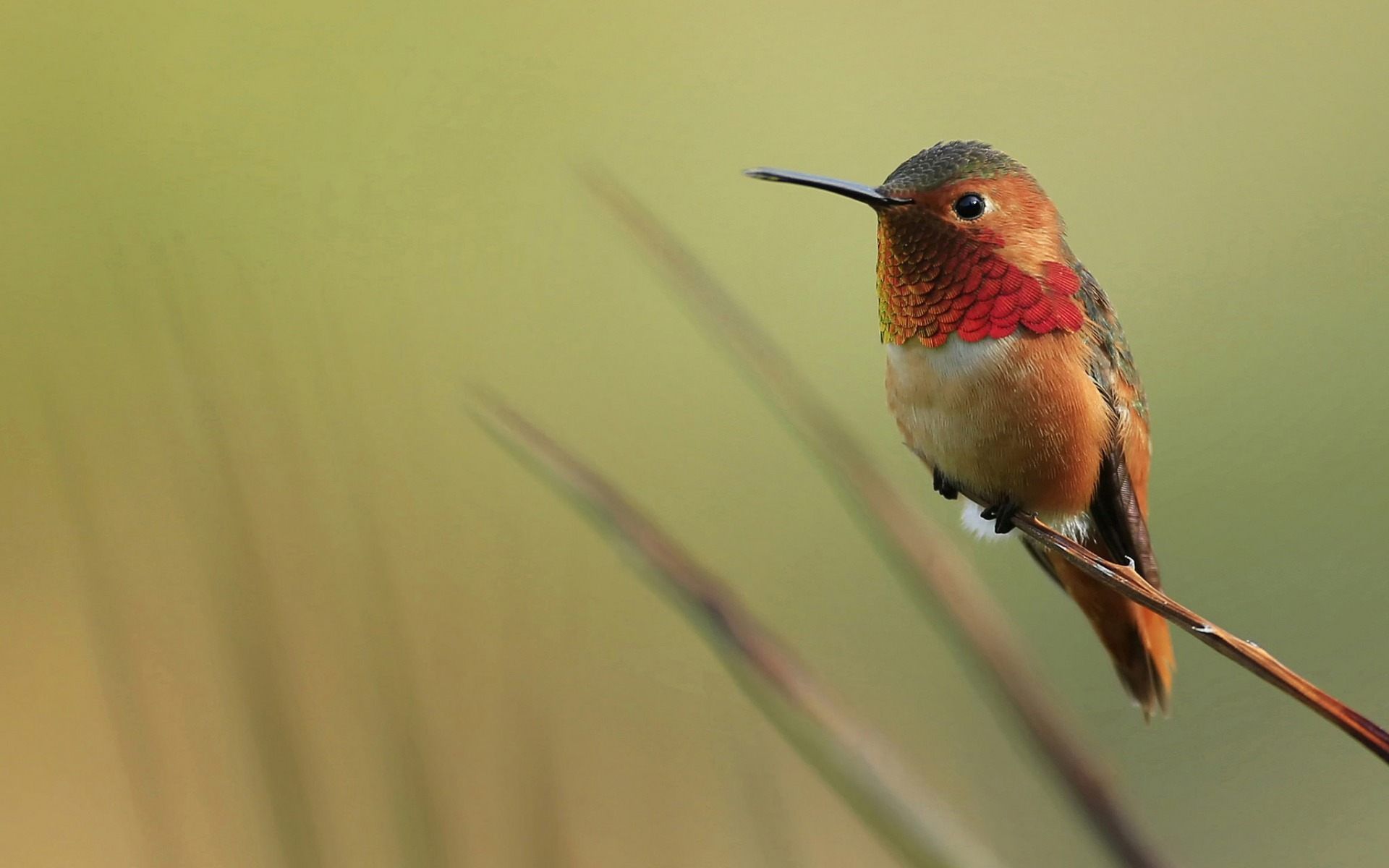 Detail High Resolution Hummingbird Images Nomer 23