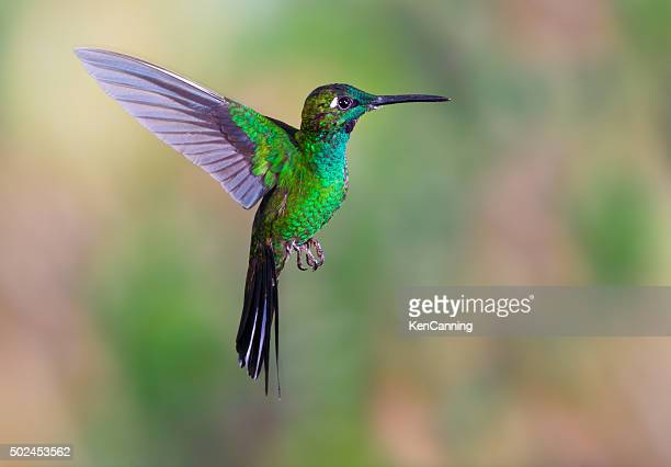 Detail High Resolution Hummingbird Images Nomer 24