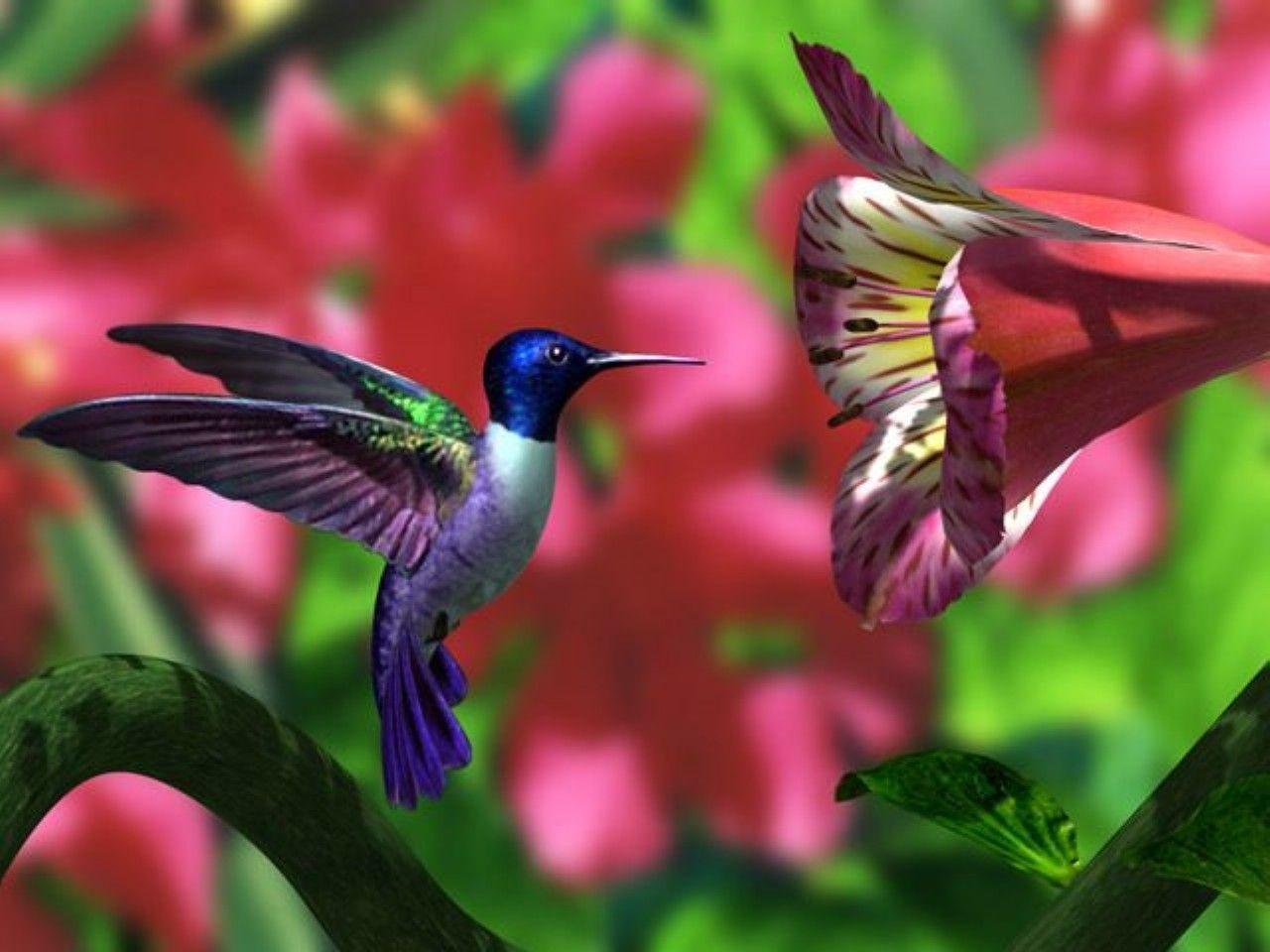 Detail High Resolution Hummingbird Images Nomer 26