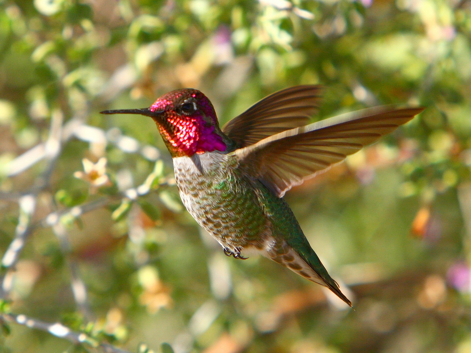 Detail High Resolution Hummingbird Images Nomer 29