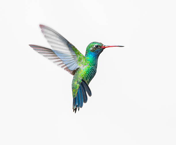 Detail High Resolution Hummingbird Images Nomer 30