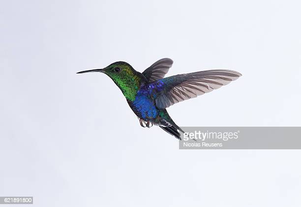 Detail High Resolution Hummingbird Images Nomer 35