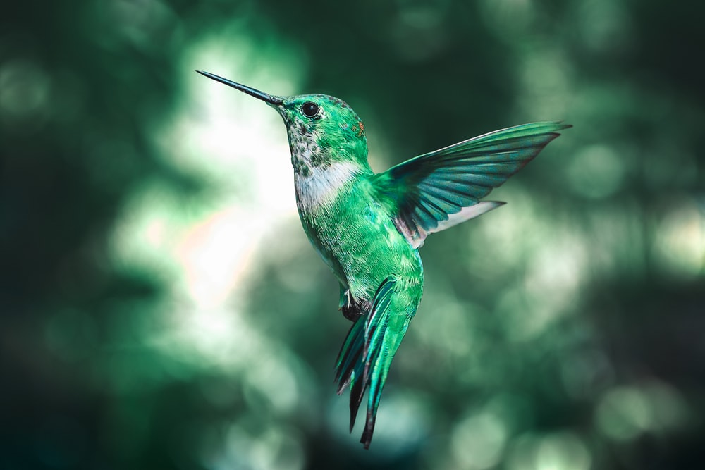 Detail High Resolution Hummingbird Images Nomer 37