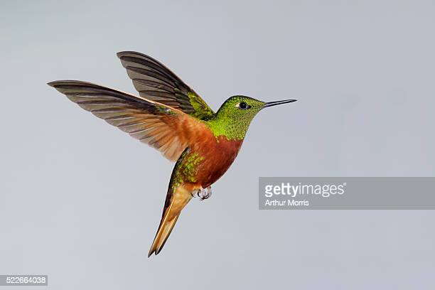 Detail High Resolution Hummingbird Images Nomer 39