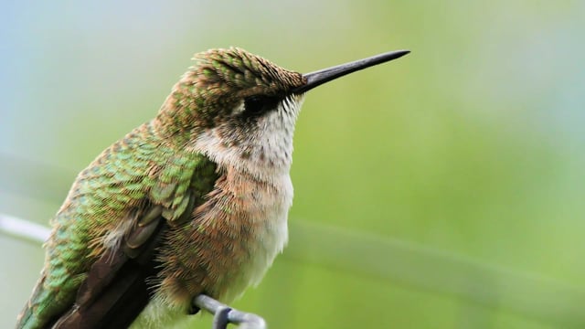 Detail High Resolution Hummingbird Images Nomer 40