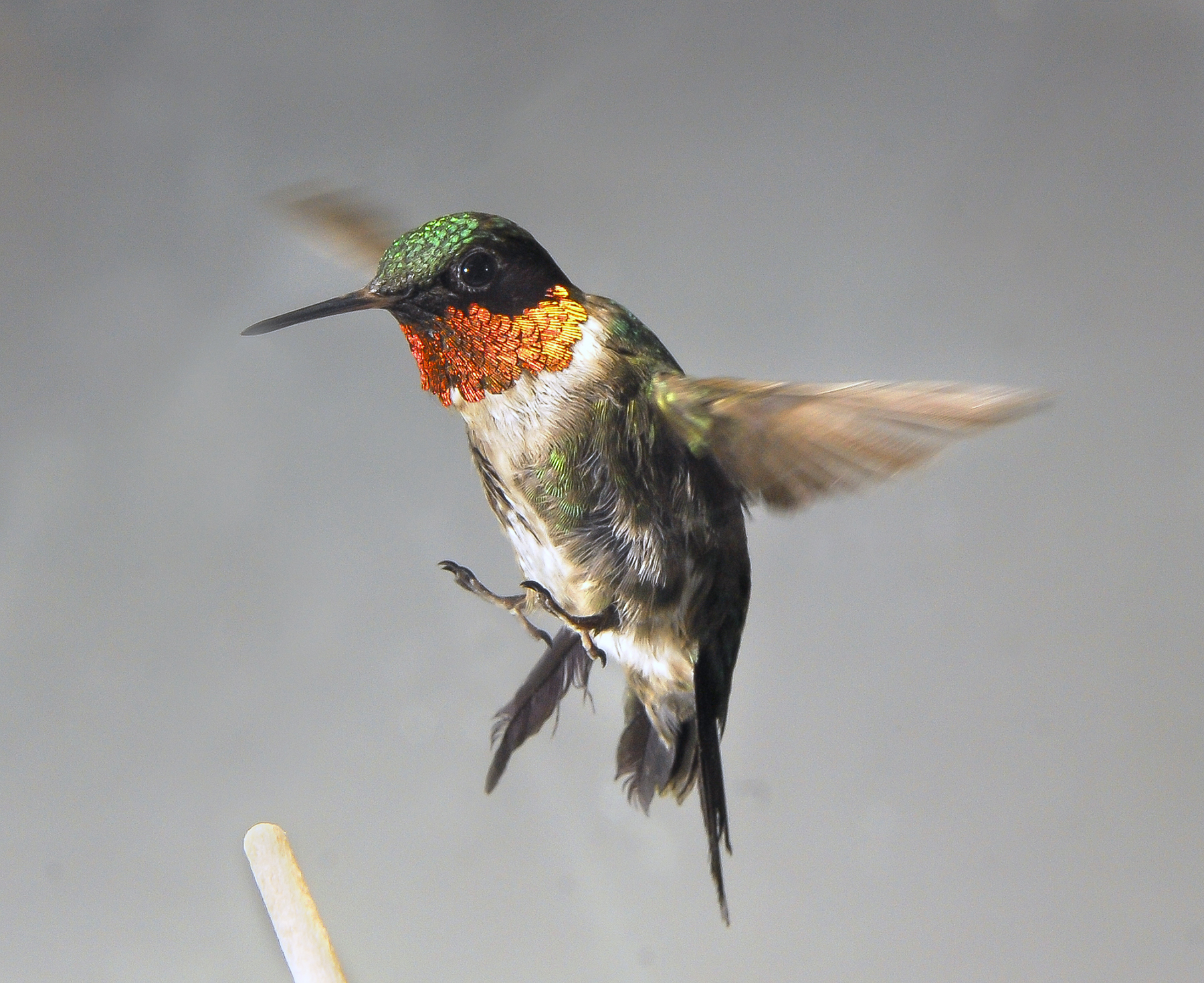 Detail High Resolution Hummingbird Images Nomer 43