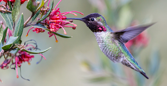 Detail High Resolution Hummingbird Images Nomer 5