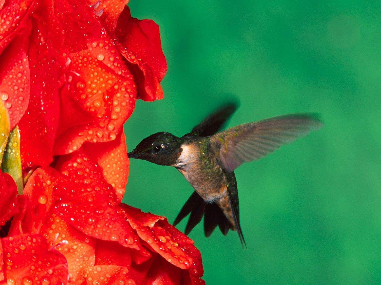 Detail High Resolution Hummingbird Images Nomer 45