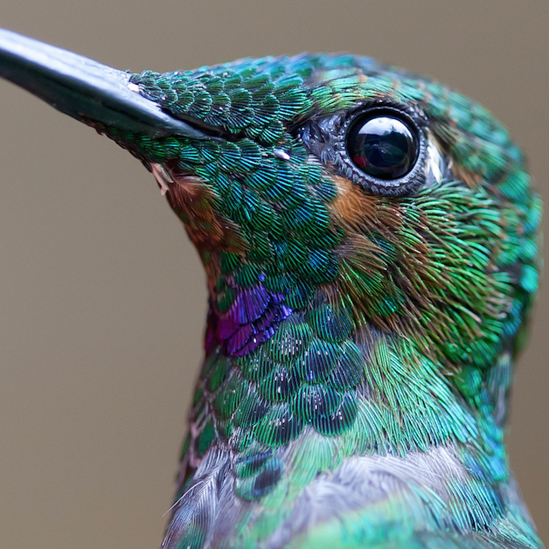 Detail High Resolution Hummingbird Images Nomer 47