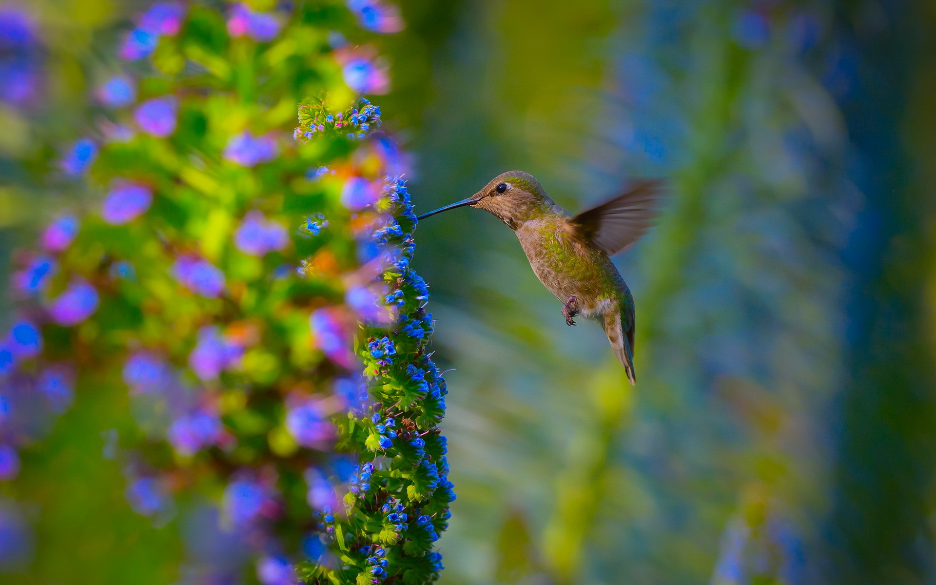 Detail High Resolution Hummingbird Images Nomer 48