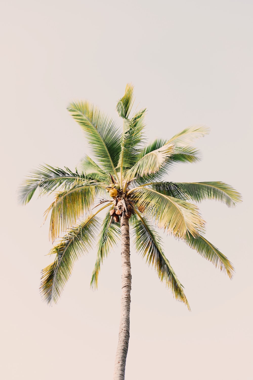 High Resolution Palm Tree Images - KibrisPDR