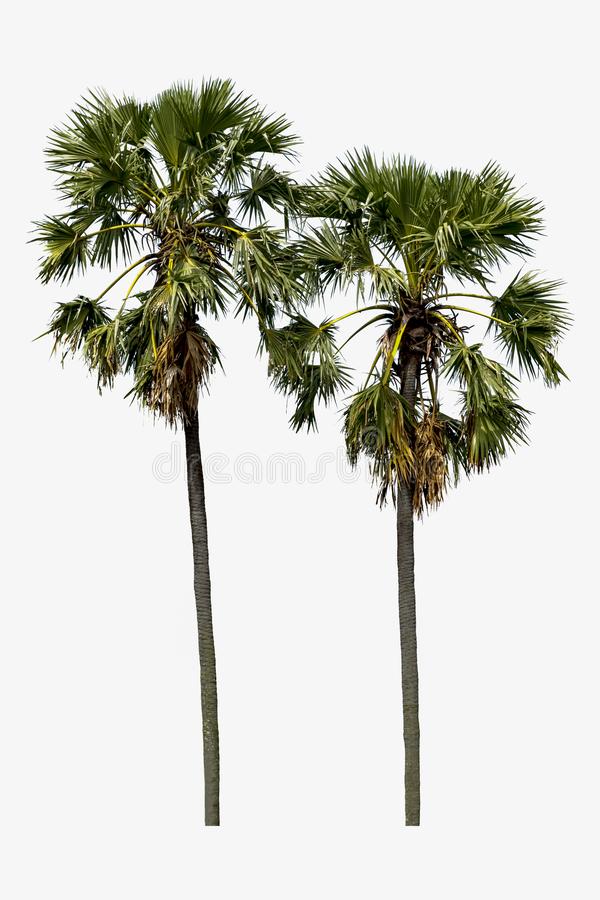 Detail High Resolution Palm Tree Images Nomer 15