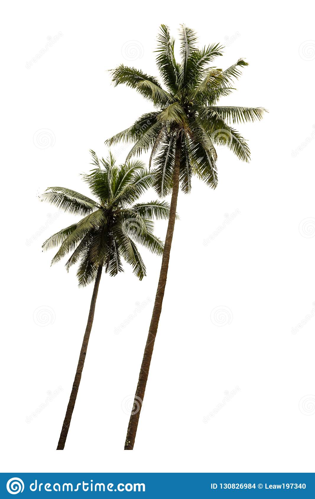 Detail High Resolution Palm Tree Images Nomer 17