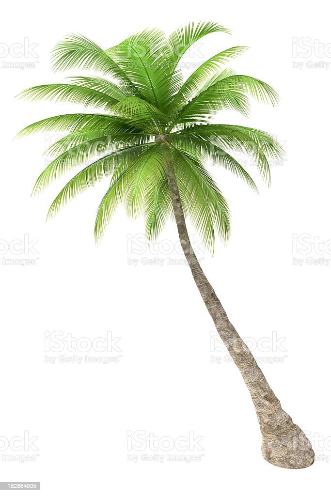 Detail High Resolution Palm Tree Images Nomer 19