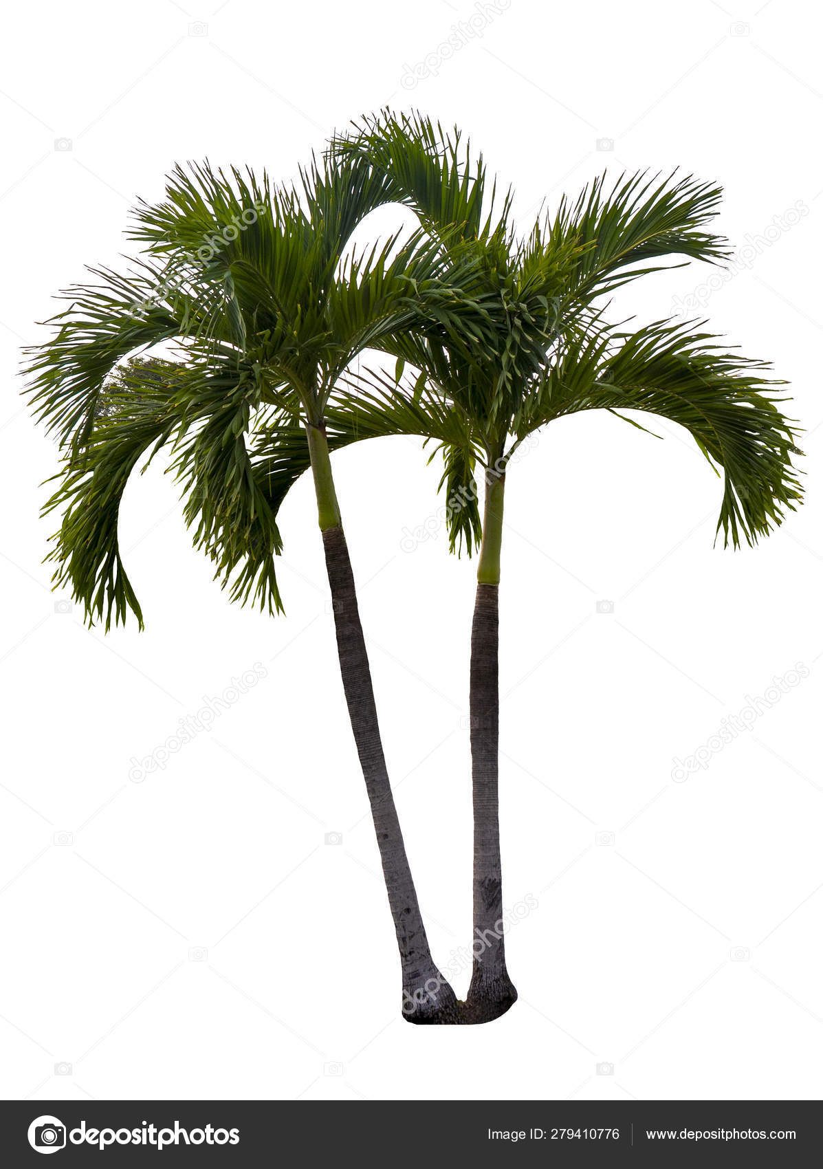 Detail High Resolution Palm Tree Images Nomer 22