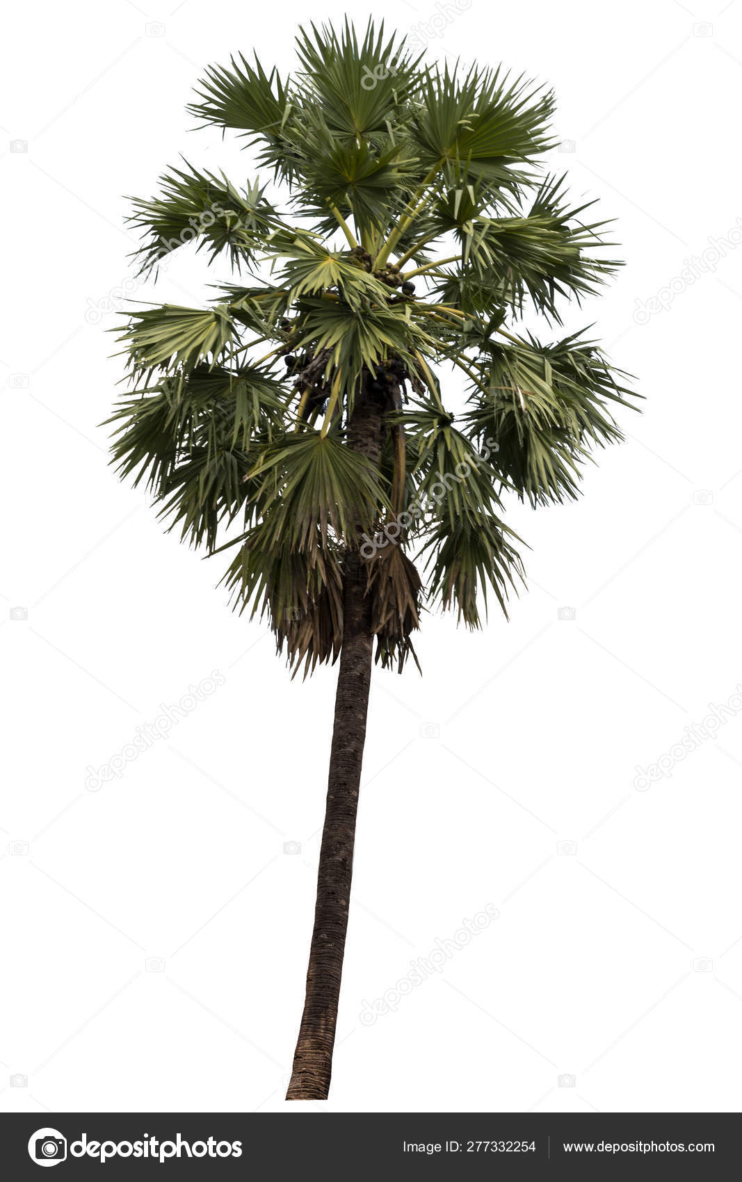 Detail High Resolution Palm Tree Images Nomer 23