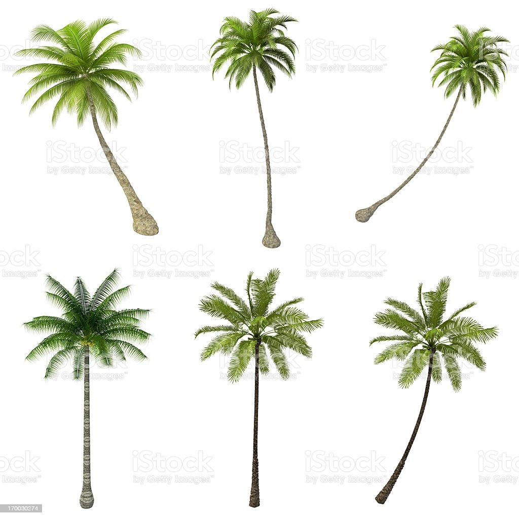 Detail High Resolution Palm Tree Images Nomer 24