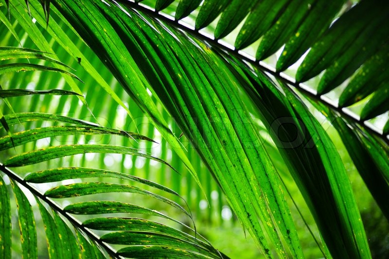 Detail High Resolution Palm Tree Images Nomer 26