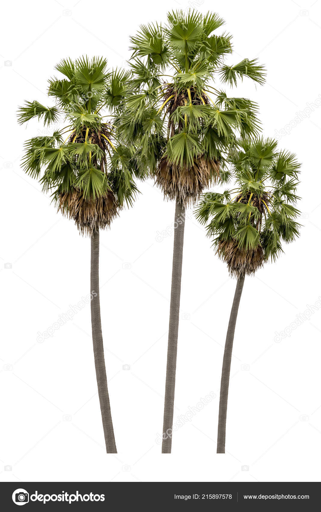 Detail High Resolution Palm Tree Images Nomer 27