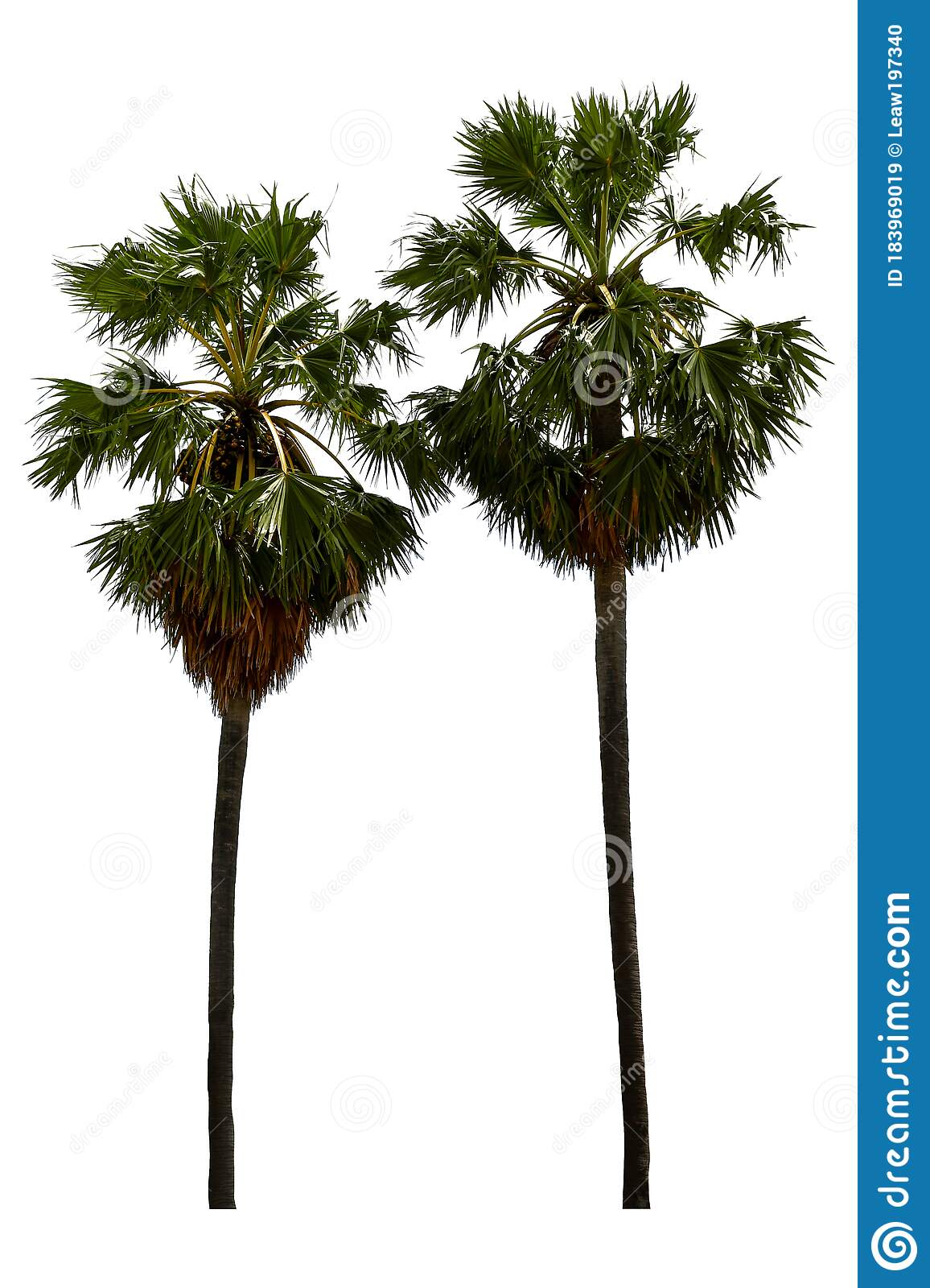 Detail High Resolution Palm Tree Images Nomer 28
