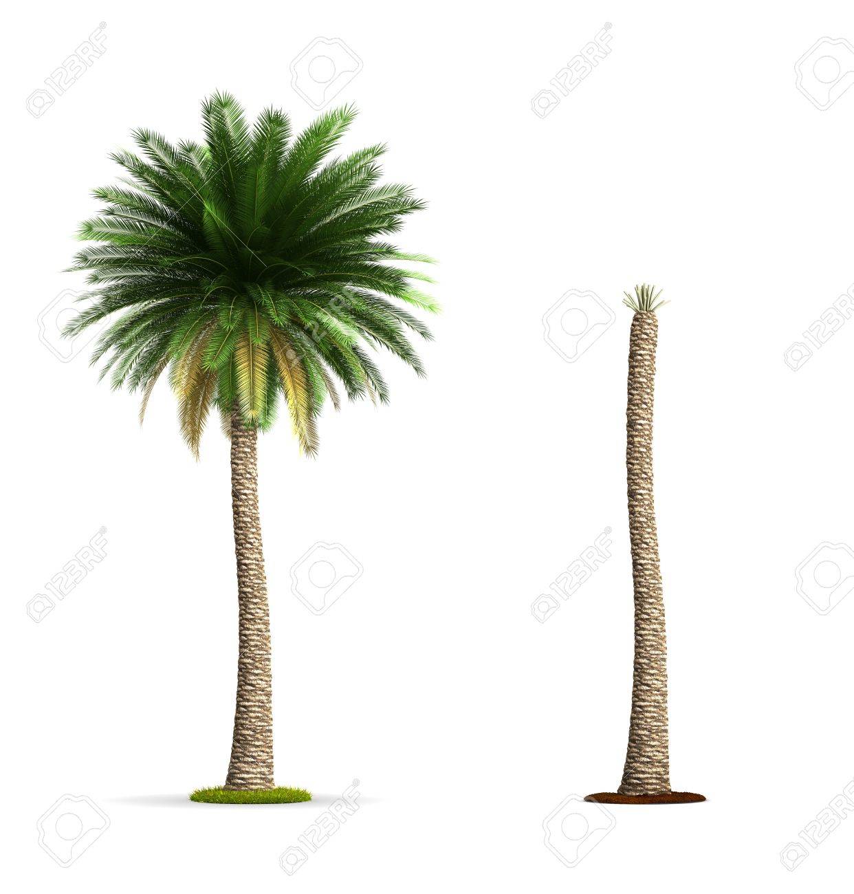 Detail High Resolution Palm Tree Images Nomer 30