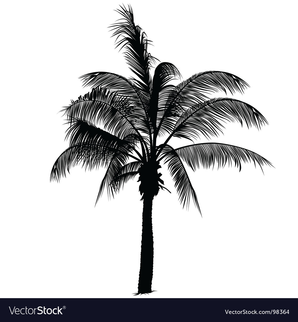 Detail High Resolution Palm Tree Images Nomer 32