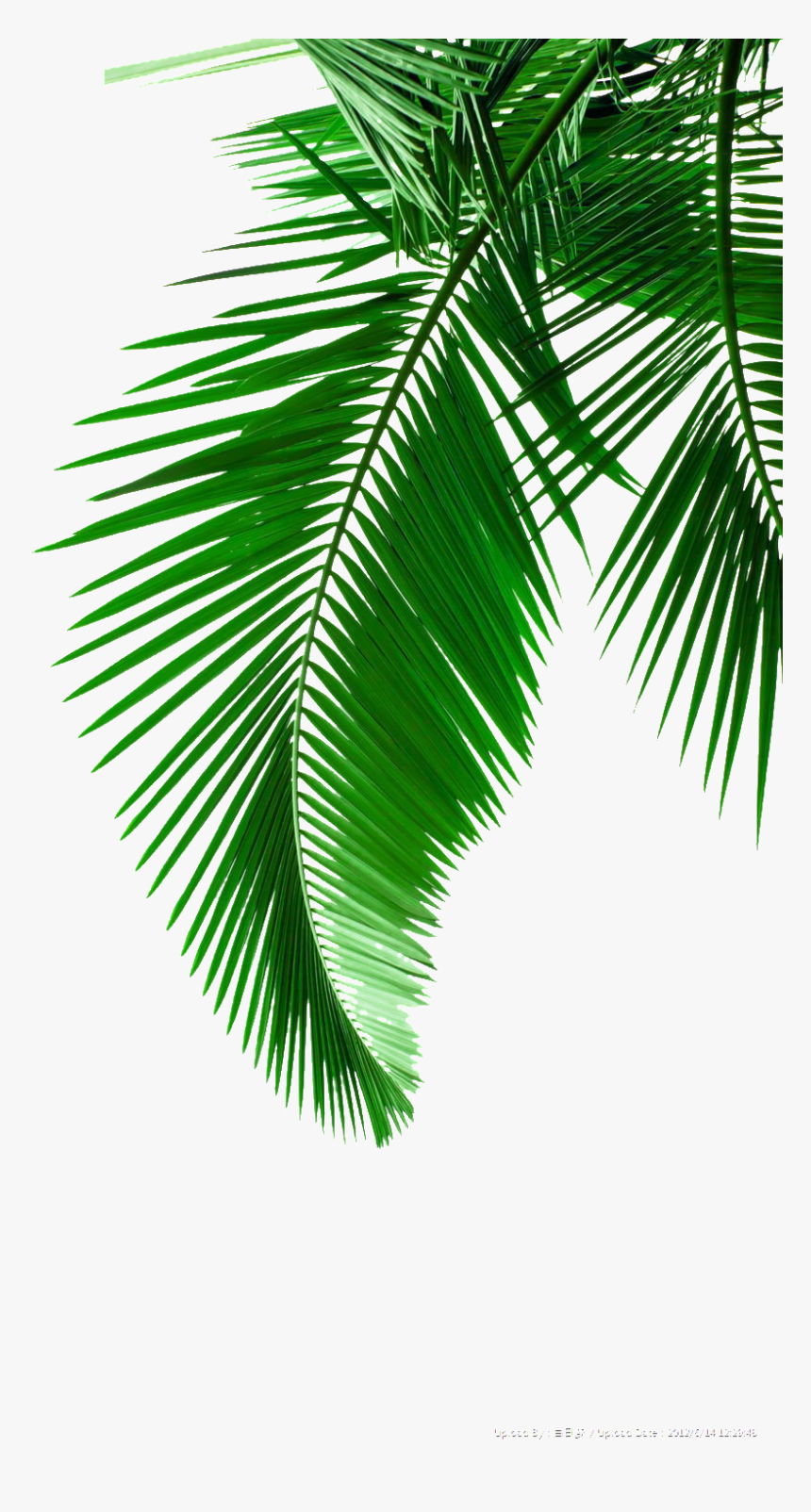 Detail High Resolution Palm Tree Images Nomer 39
