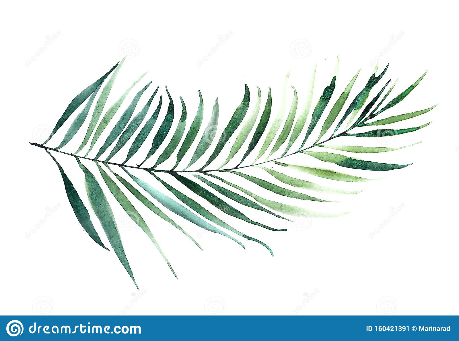 Detail High Resolution Palm Tree Images Nomer 40
